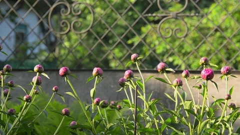 Peonies in the garden. Video stock 155035460