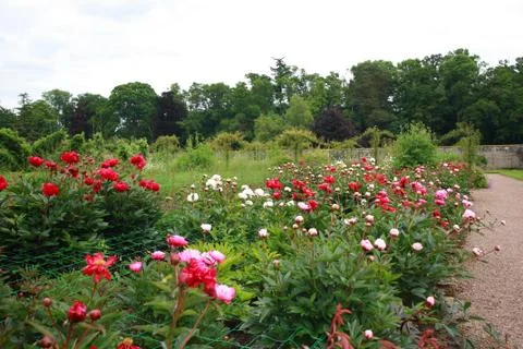 Peonies garden Stock Photos