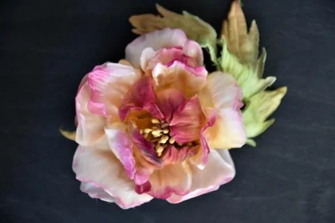 Peonies on a gray background Stock Photos