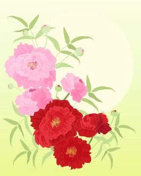 Peonies Illustrazione stock