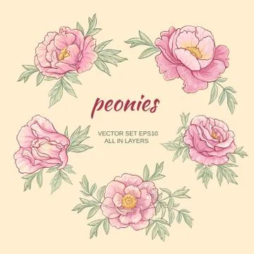 Peonies Stock Illustration
