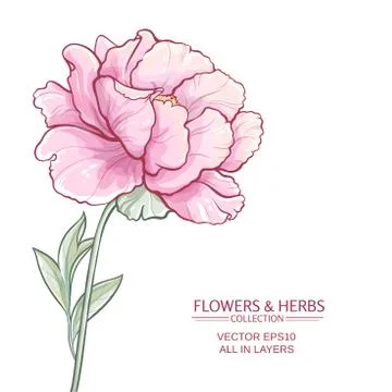 Peonies Stock Illustration