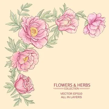 Peonies Illustrazione stock