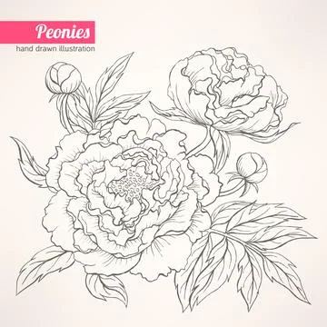 Peonies Illustrazione stock