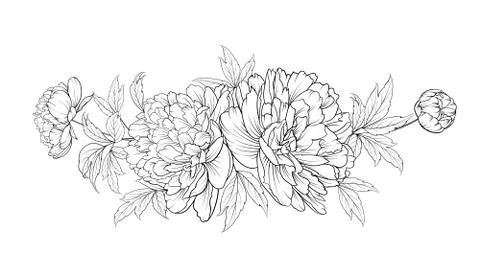 Peonies ink background. Stock Illustration