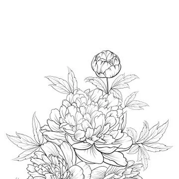 Peonies ink background. Stock-Illustration