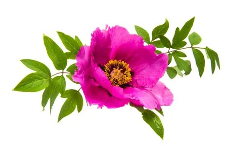 Peonies isolated Stock Photos