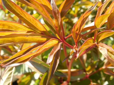 Peonies leaves Stock Photos