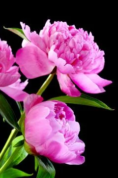Peonies. Stock Photos