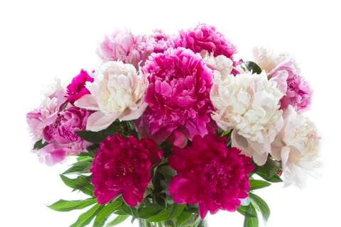 Peonies Stock Photos