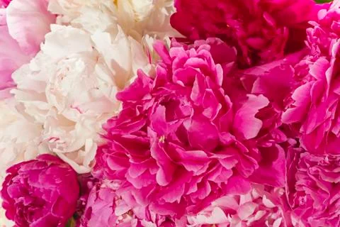Peonies Stock Photos