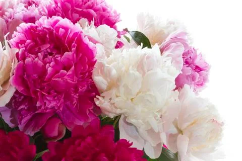 Peonies Stock Photos