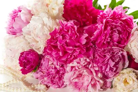 Peonies Stock Photos