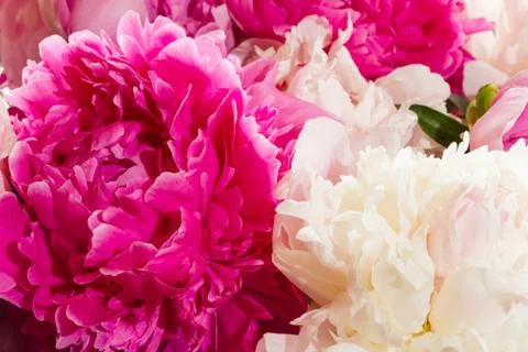 Peonies Stock Photos
