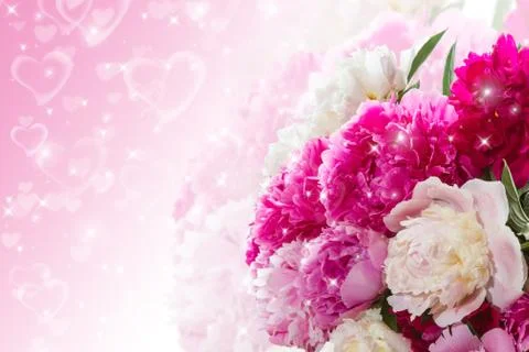 Peonies Stock Photos