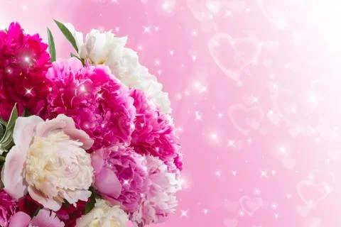 Peonies Stock Photos