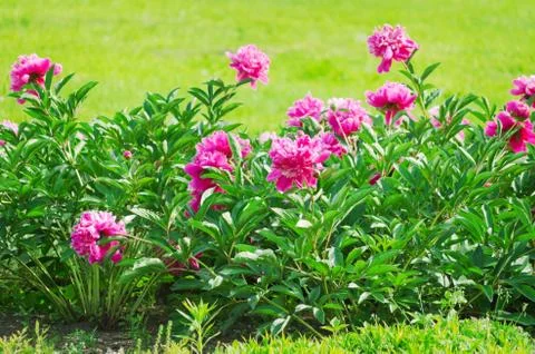 Peonies Stock Photos