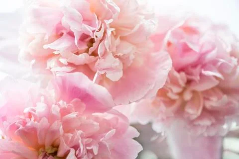 Peonies Stock Photos