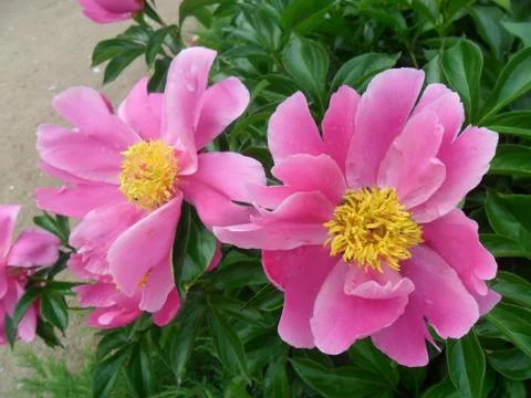 Peonies Stock Photos