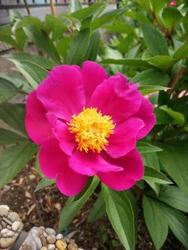PEONIES Stock Photos