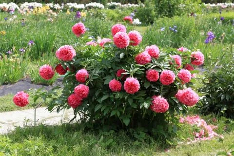 Peonies Stock Photos