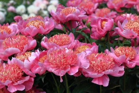 Peonies Stock Photos