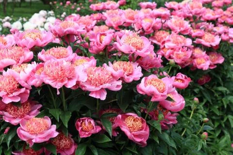 Peonies Stock Photos