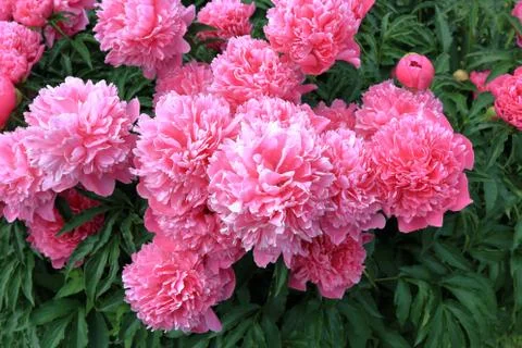 Peonies Stock Photos