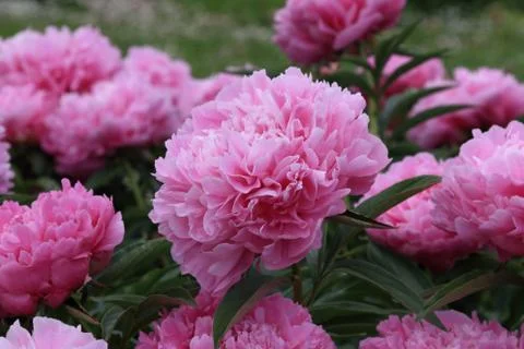 Peonies Stock Photos
