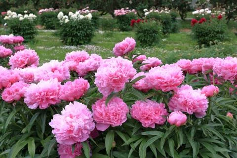 Peonies Stock Photos