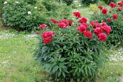 Peonies Stock Photos