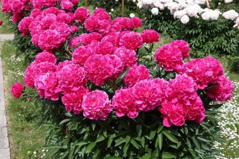 Peonies Stock Photos