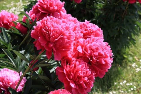 Peonies Stock Photos