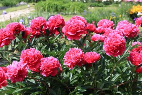 Peonies Stock Photos