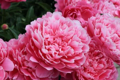 Peonies Stock Photos