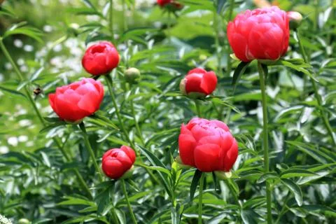 Peonies Stock Photos