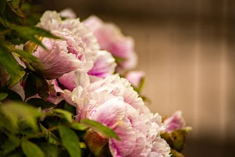 Peonies Stock Photos