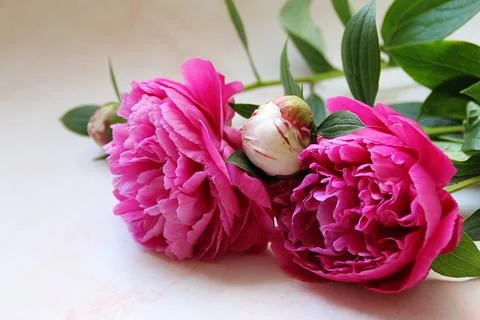 Peonies Stock Photos