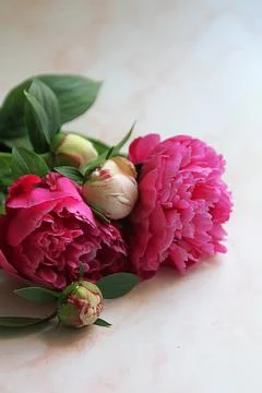 Peonies 写真素材