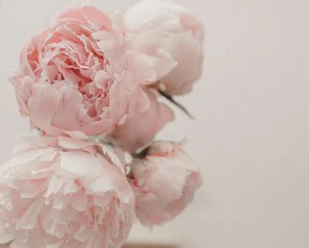 Peonies Foto stock