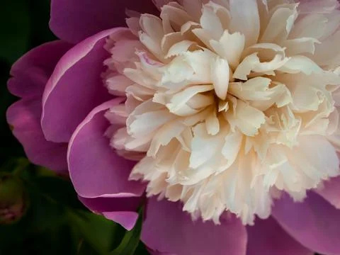 Peonies Stock Photos