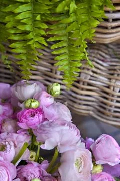 Peonies Stock Photos