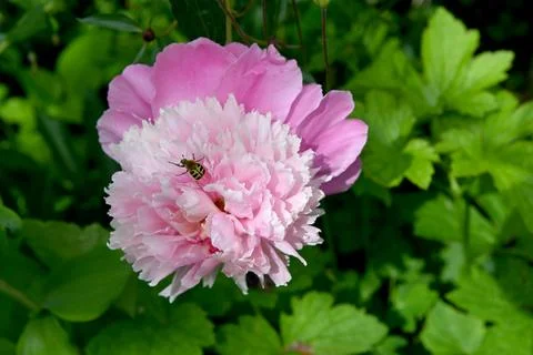 Peonies Foto stock