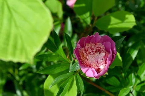 Peonies Fotos de archivo