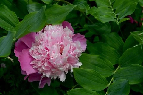 Peonies Fotos de archivo