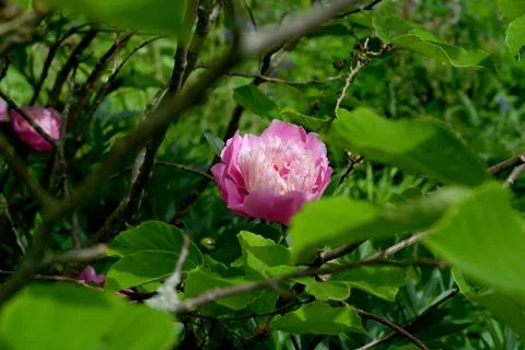 Peonies Foto stock