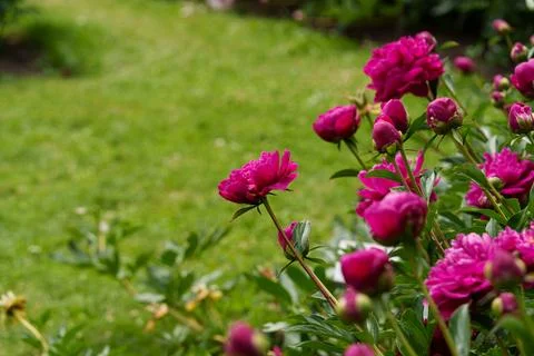 Peonies Stock-Fotos
