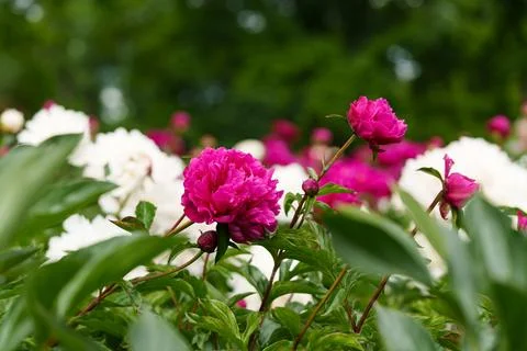 Peonies 库存照片