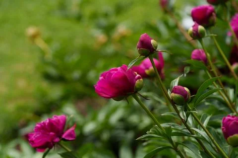 Peonies 库存照片