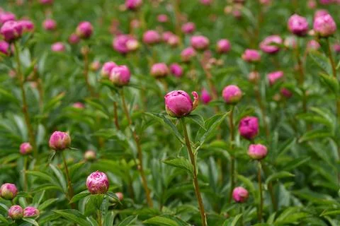 Peonies Stockfoto's
